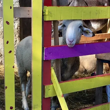 Ferme Bazy Çiftlik konaklama Saint-Pé-de-Bigorre