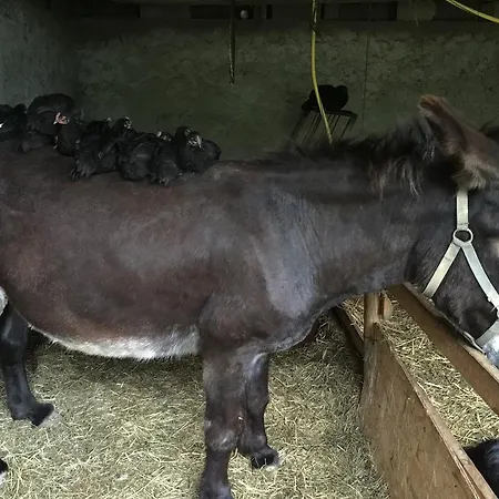 Ferme Bazy