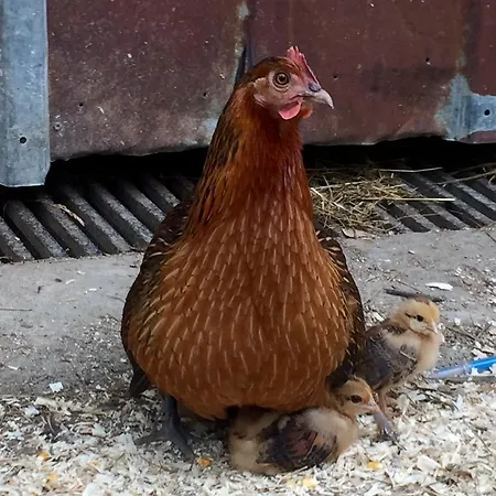 Farm stay Ferme Bazy *